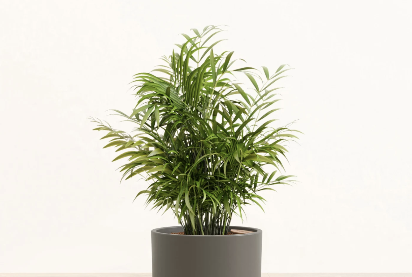 potted palm plant