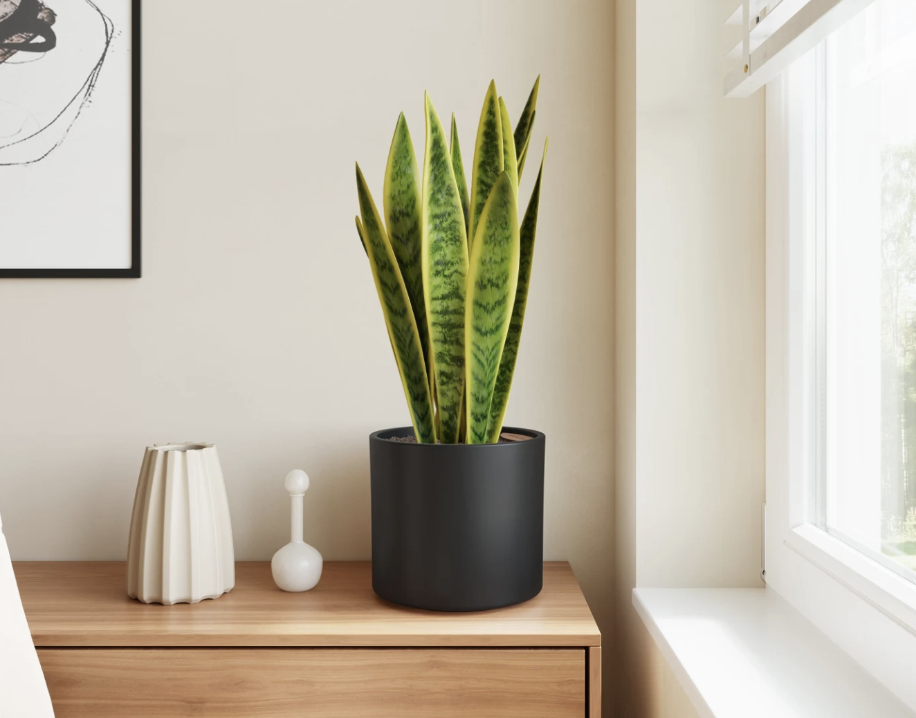 snake plant on table