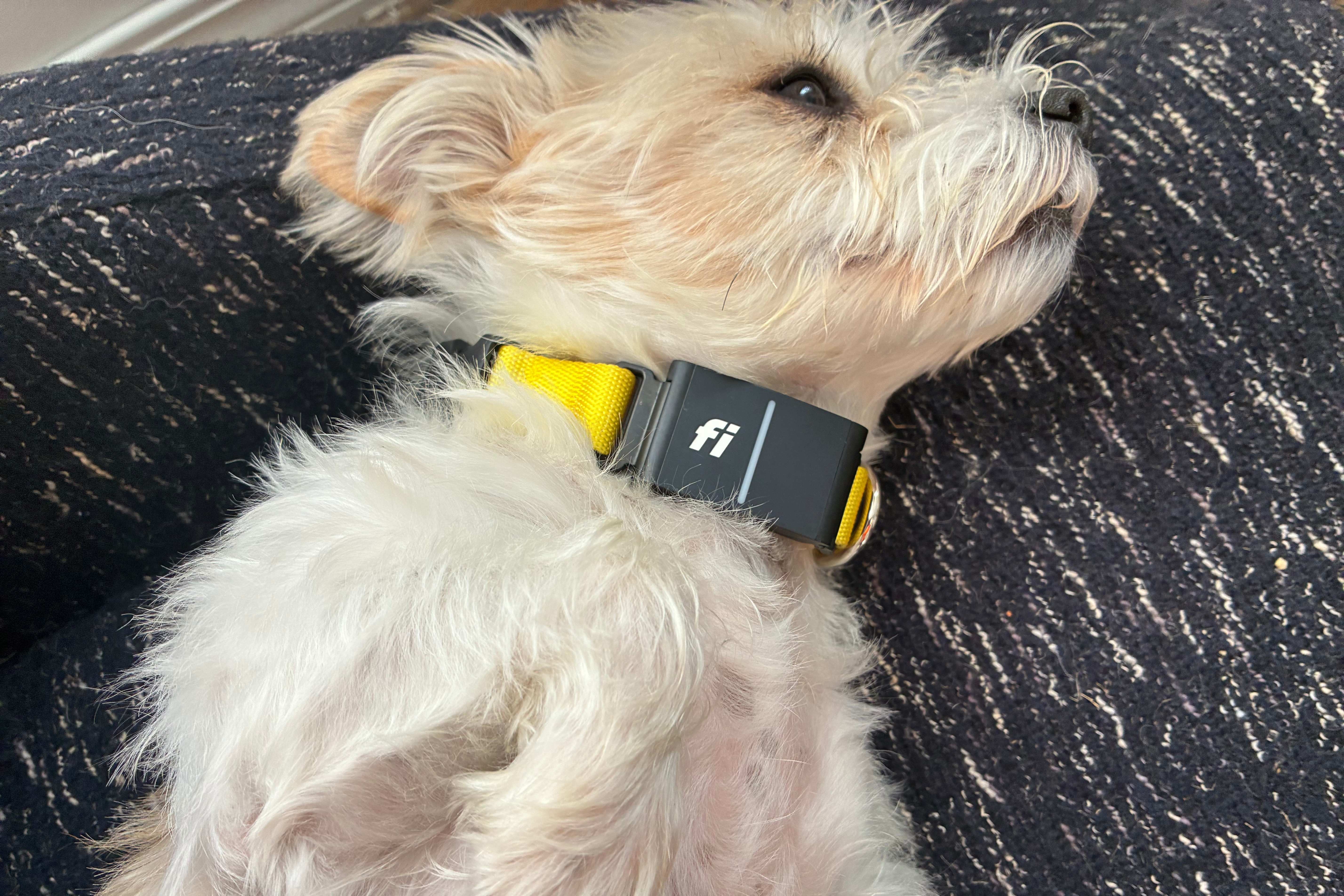 A cute small dog lays down wearing a yellow Fi collar.