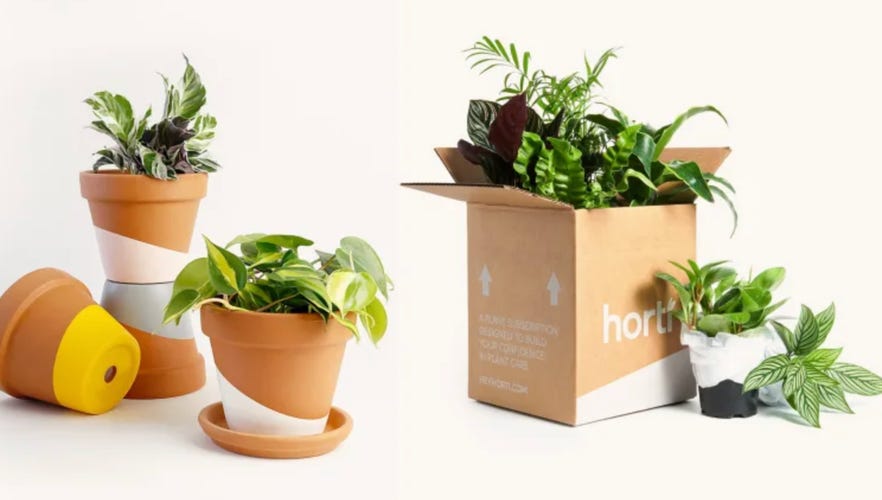 horti plants and box