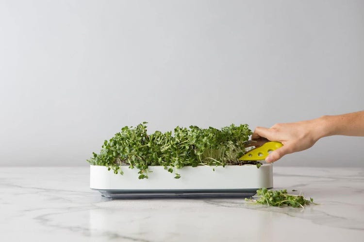A hand cultivates herbs in a white Microgreens Grower pot on a marble countertop.