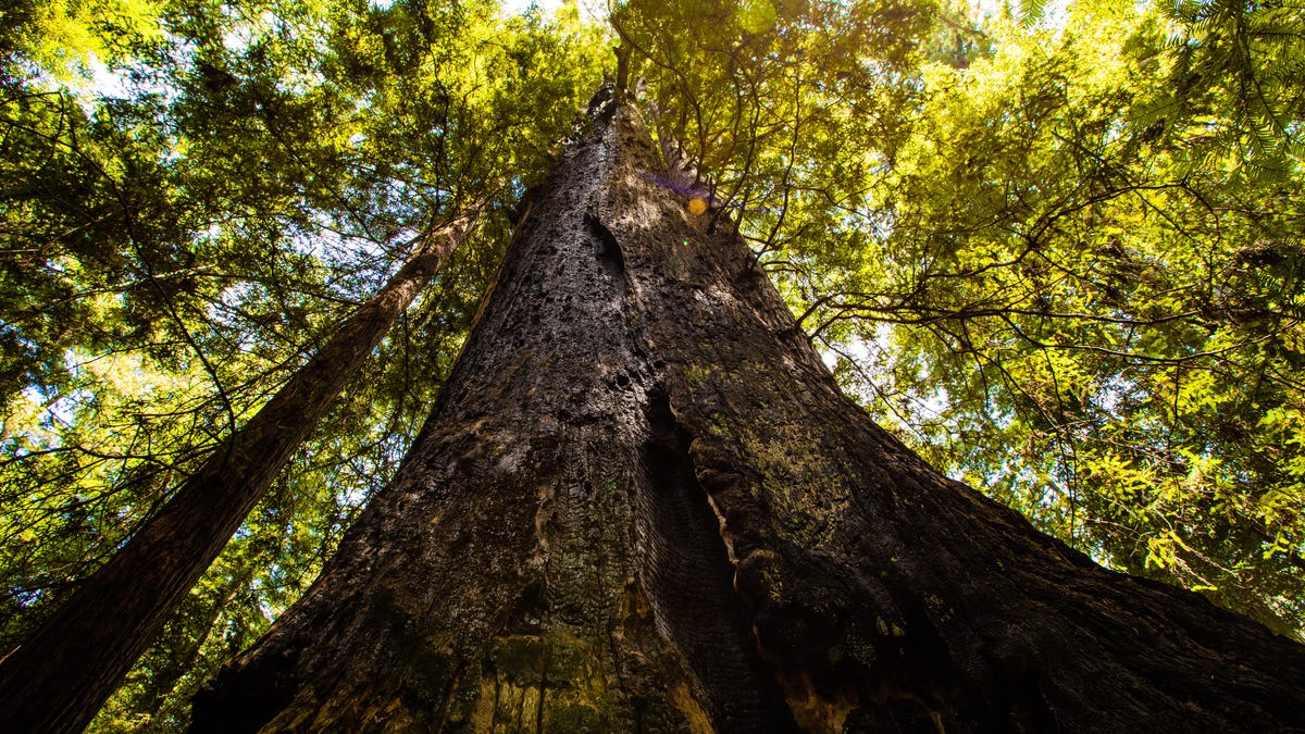 harold-richardson-redwoods-reserve1162
