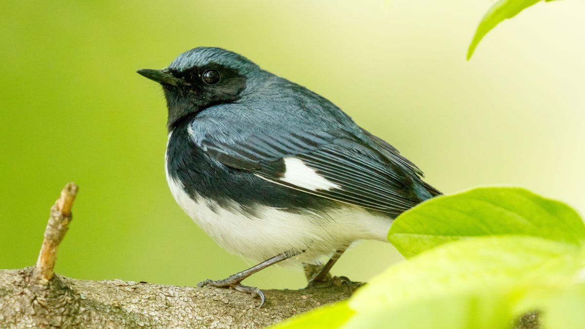 A black-throated blue warbler looks over its shoulder.