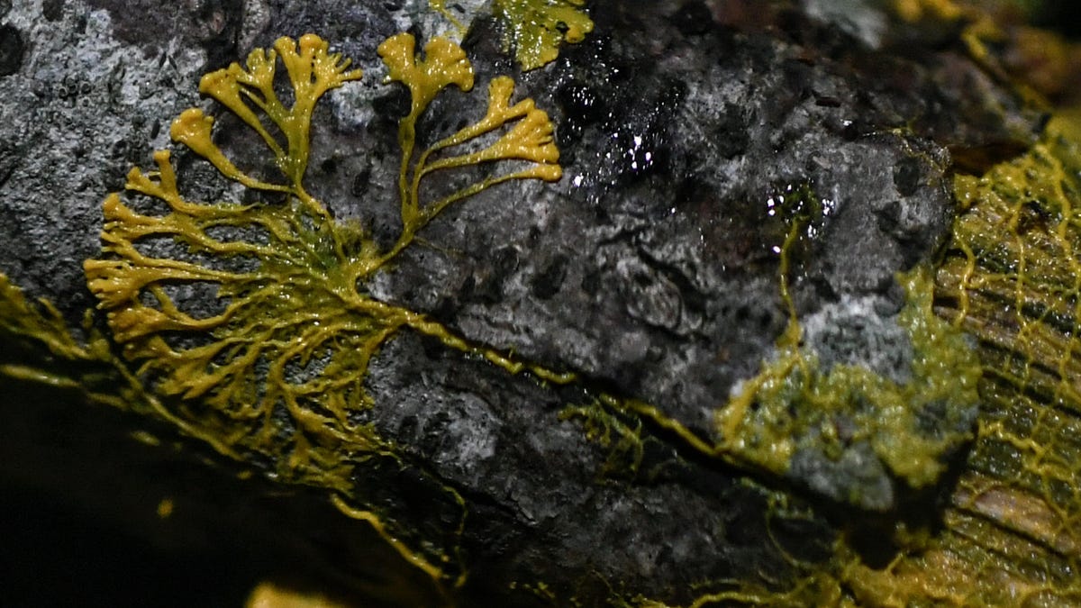 gettyimages-1176167717