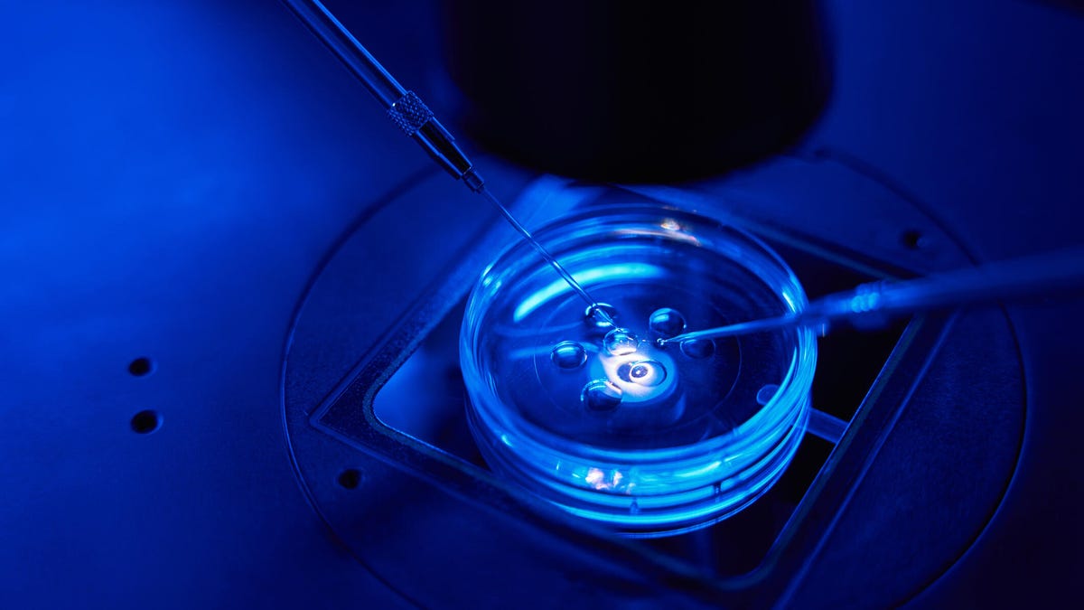 A close view of an egg being fertilized in a petri dish