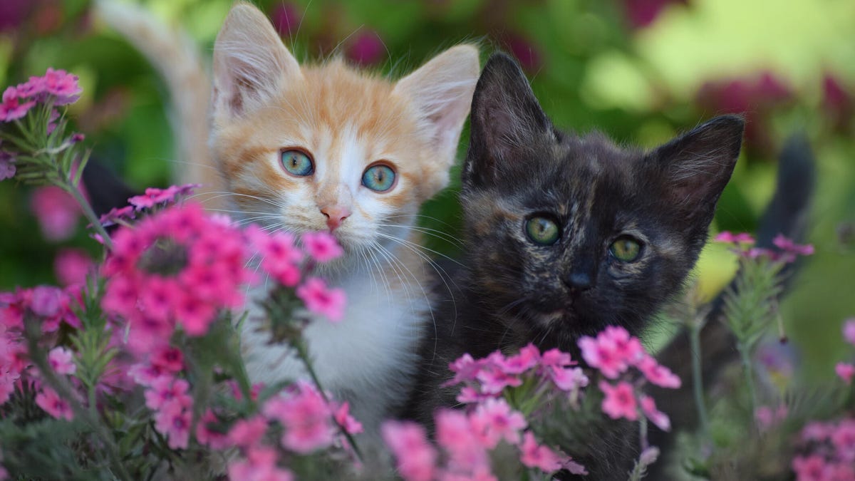 A photo of two kittens standing in pink flowers. gettyimages-628191914