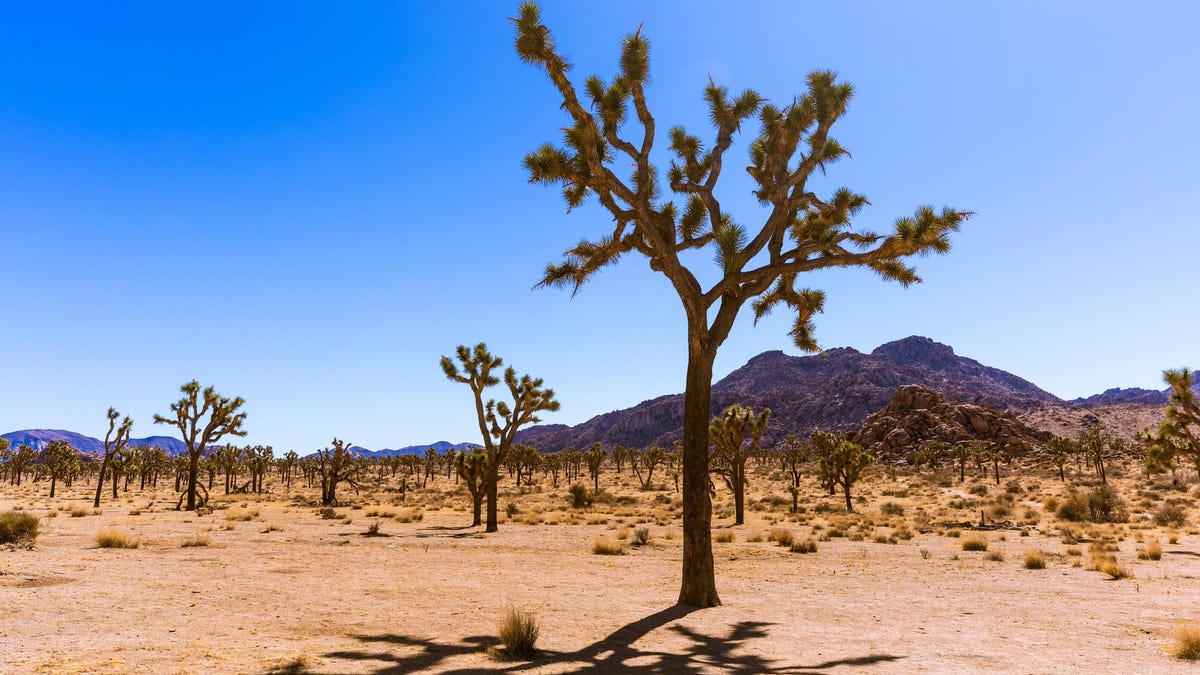 Rocks and joshua tree at sundown