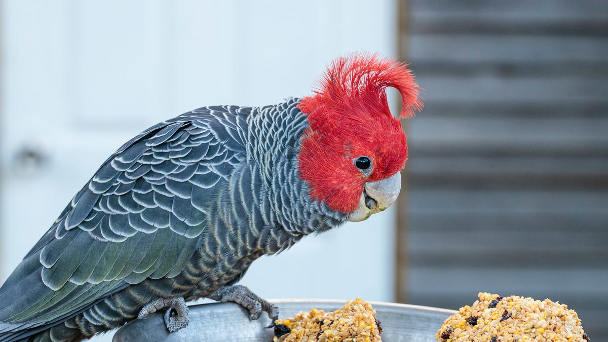 gettyimages-1335103819