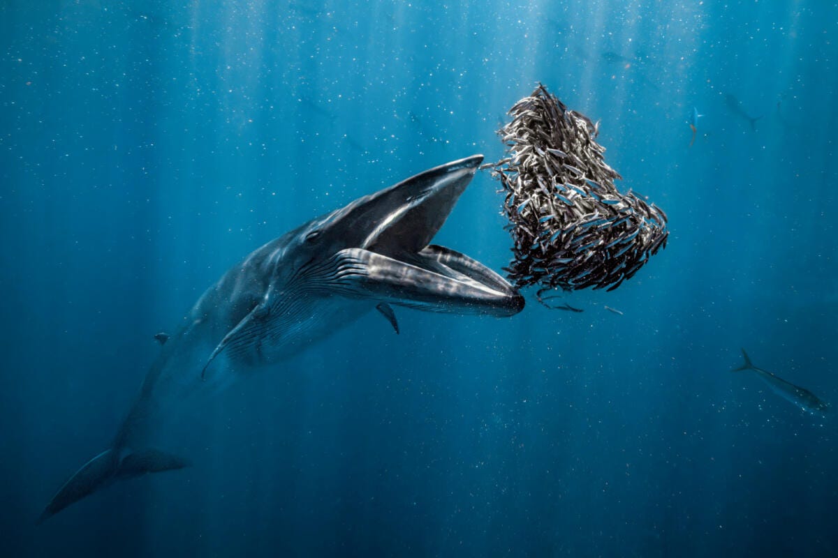 Photo of a whale about to eat a huge group of small fish.
