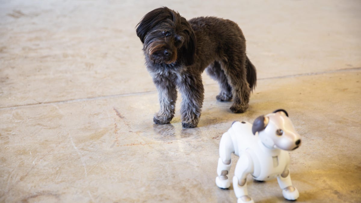 aibo-dogs-1
