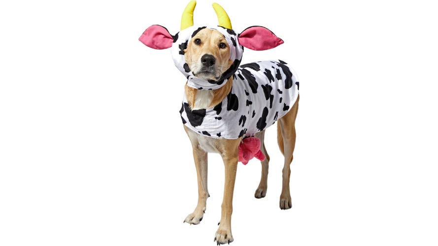 dog in a cow costume