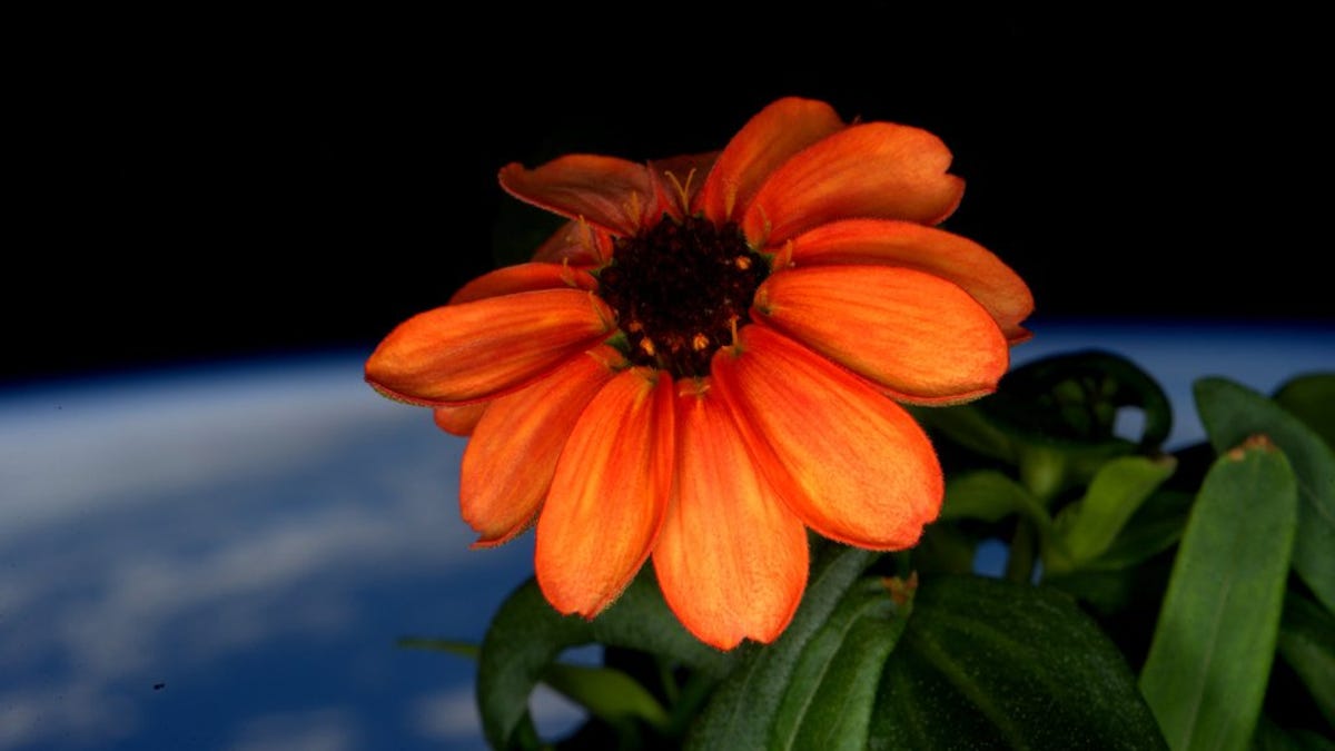 Space zinnia