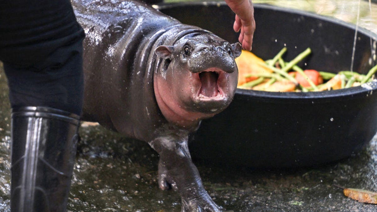 Pygmy hippo Moo Deng opens its mouth towards a camera with a bowl of food behind it