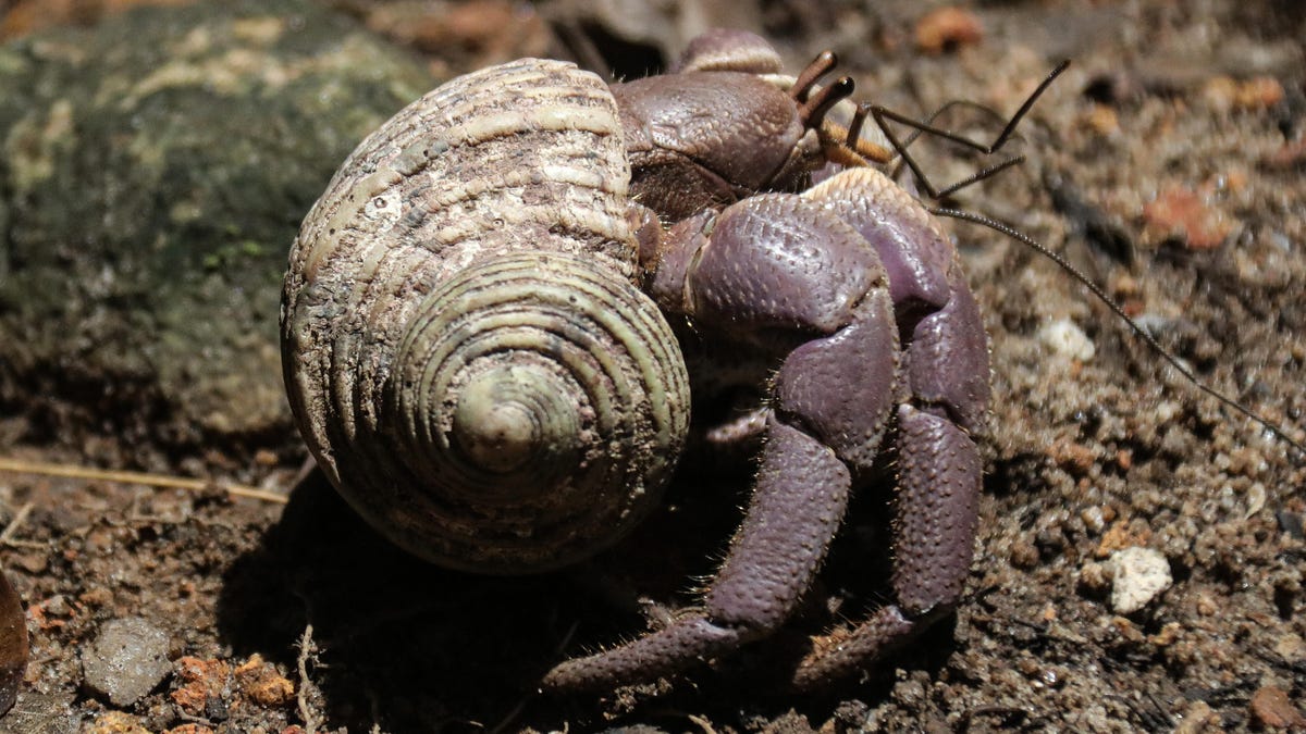 hermitcrab