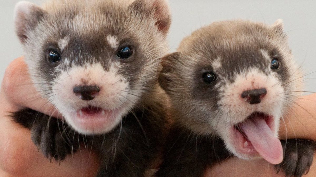 ferrets2.jpg