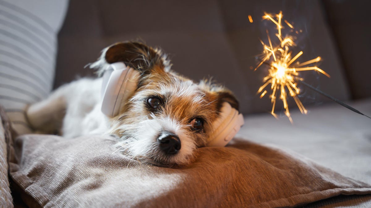 A small dog with earphones on watches a sparkler from a sofa.