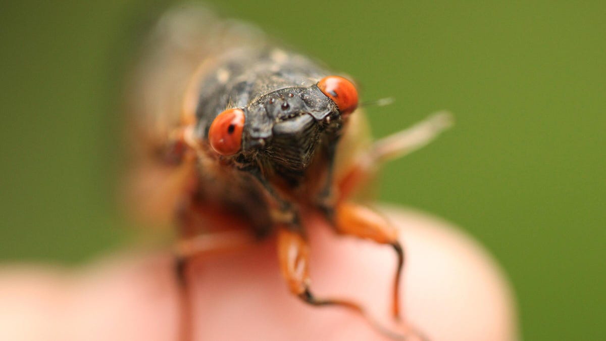 gettyimages-958992674-cropped-1