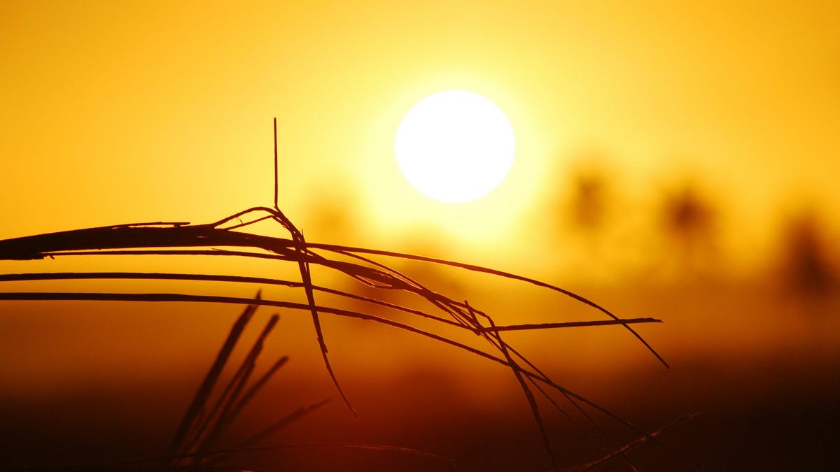 a blurry sun in the background illuminates silhouettes of dry grass in the foreground