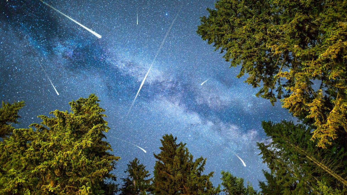 A view of a Meteor Shower and the Milky Way with a pine forest illuminated in the foreground.