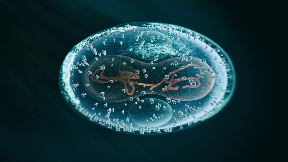 Illustration of the monkeypox virus