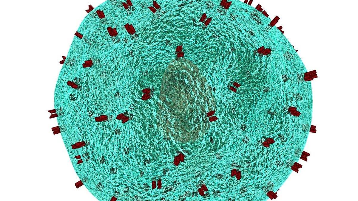 t-helper-cell-1123292-1280