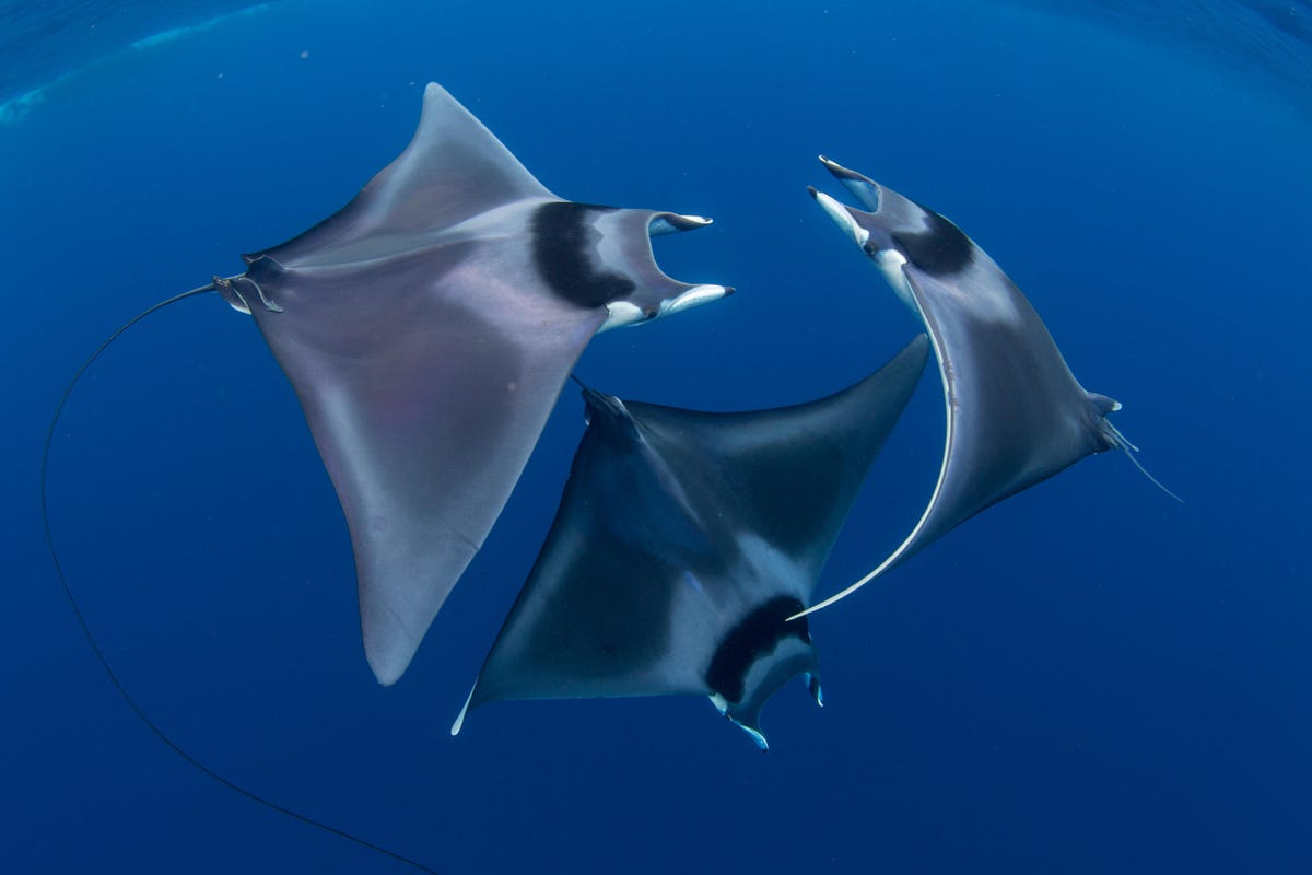 Swirling ballet of the three spinetail devil rays, as two males pursue a female.