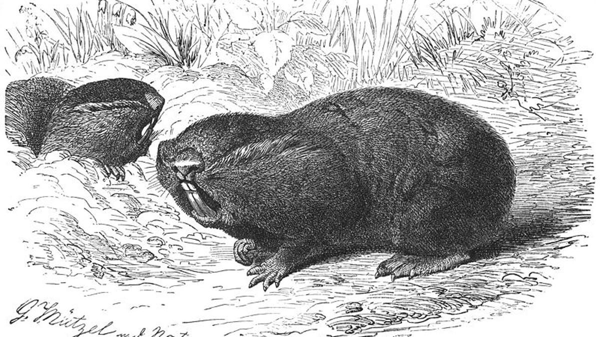 Blind mole rats, possessors of vestigial eyes.