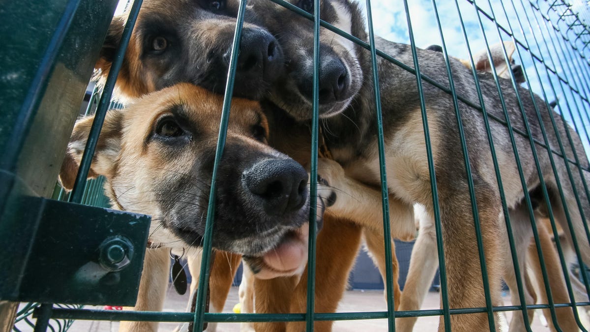 Yuna animal shelter in Moscow Region, Russia