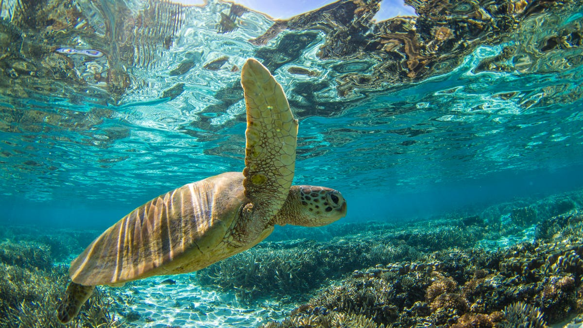 Close-up of a Turtle swimming underwater, Great Barrier Reef, Queensland, Australia