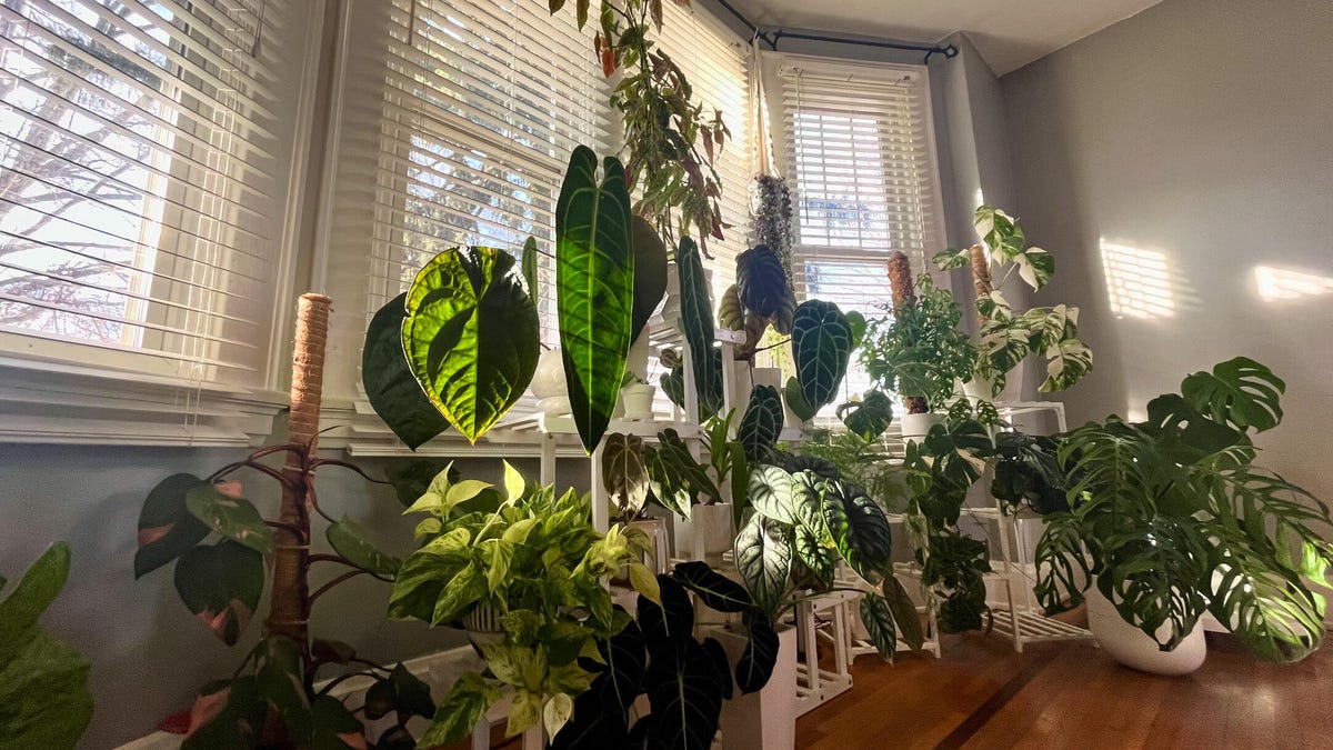 Two plant stands full of plants near a window.