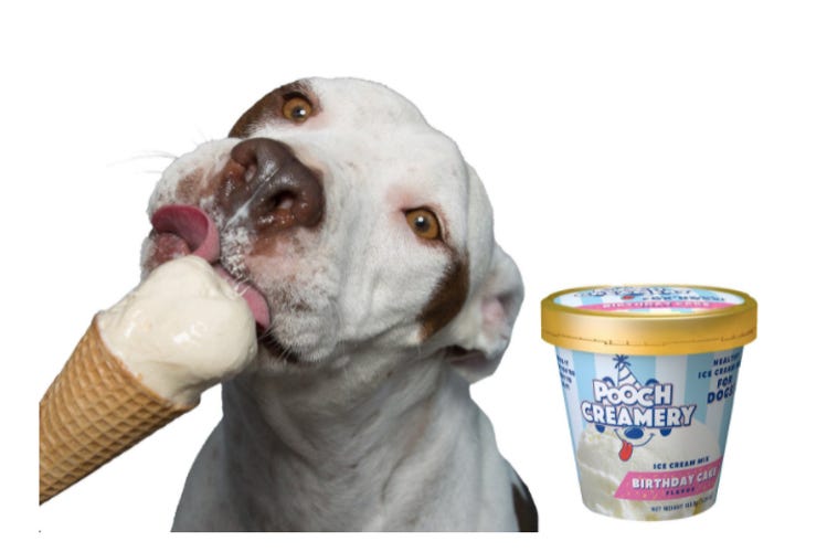 A dog eating a cone of Pooch Creamery birthday cake ice cream.