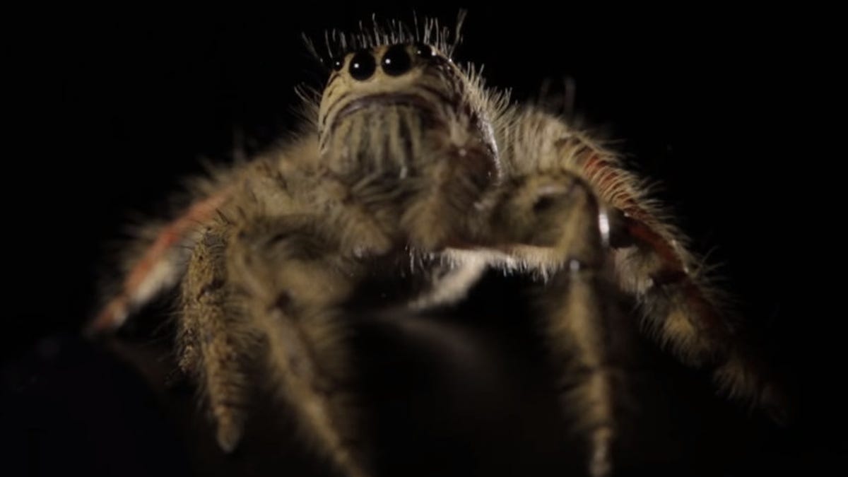 Jumping spider