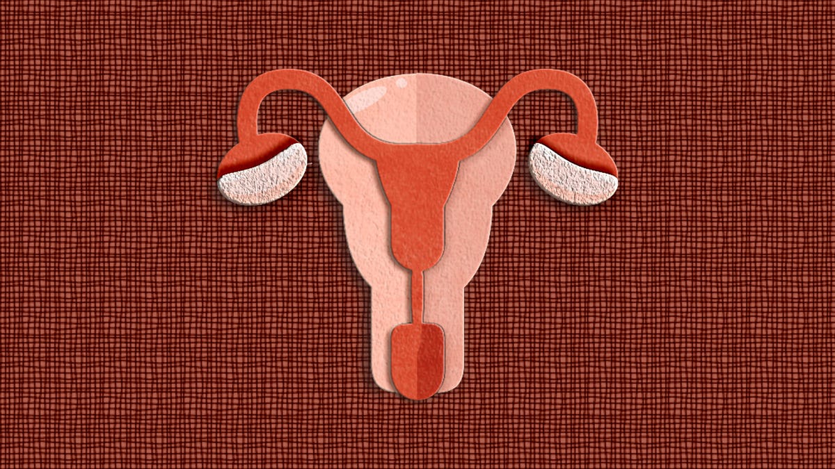 An art design of the female reproductive system