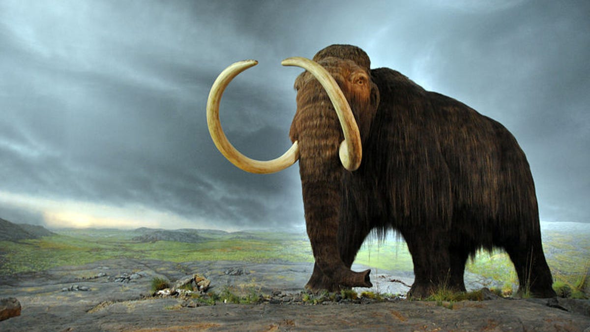 800px-woollymammoth.jpg