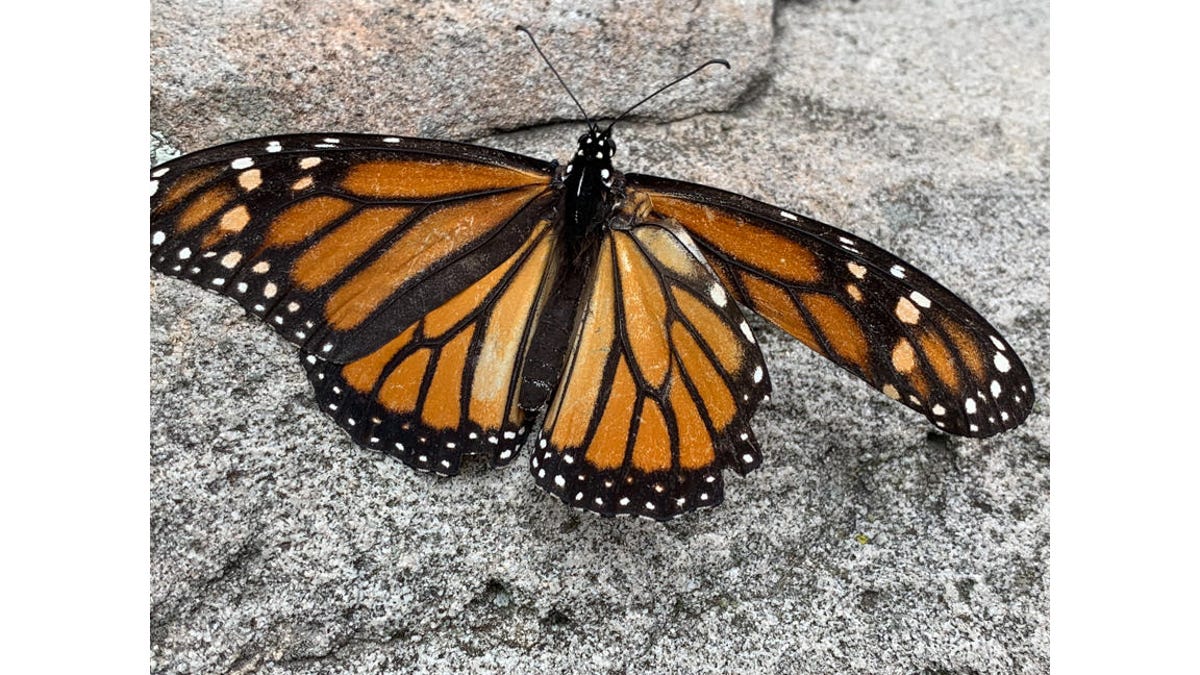 Photos shot on the iPhone XS and iPhone XS Max