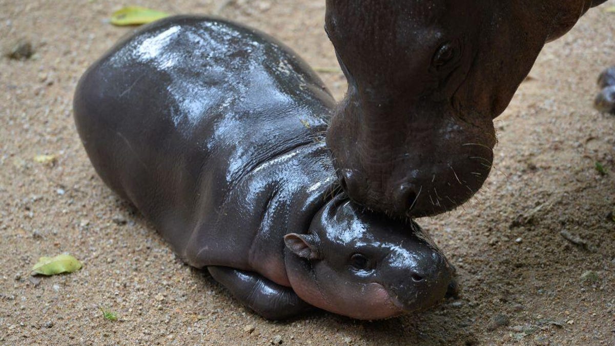 Moo Deng the pygmy hippo gets a nuzzle from her mother, Jona.