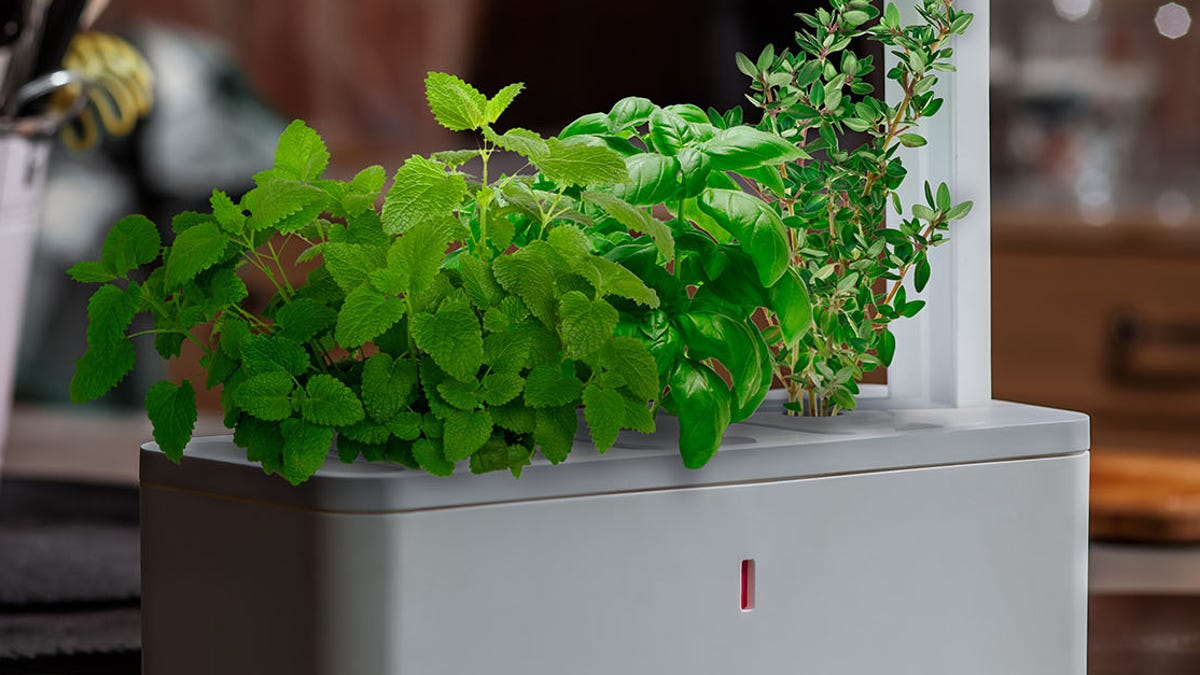 The Click & Grow Smart Herb Garden brings the garden inside the house.