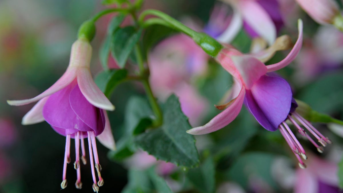 Fuchsia, Onagraceae, Vescovana, Veneto