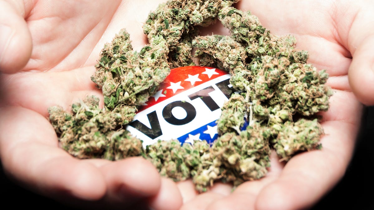 Hands holding marijuana and 'vote' button