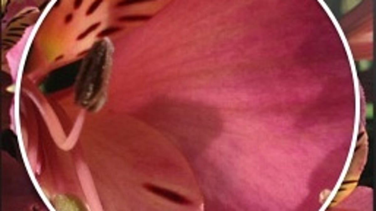 Apple Retina Display.