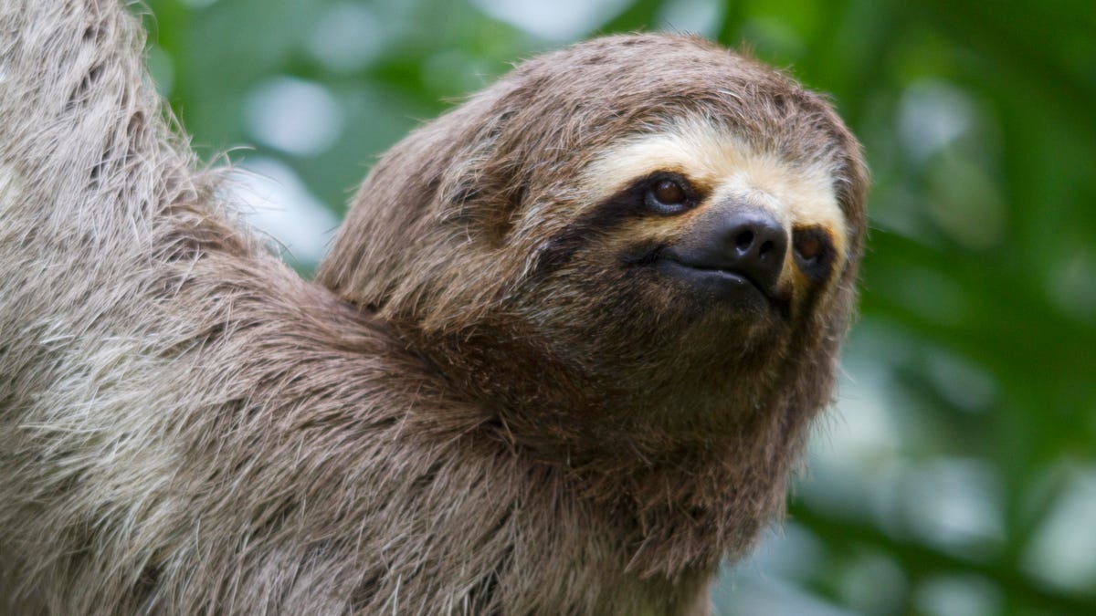 A brown-throated sloth. Instagram will show popup alerts to users who use hashtags that might be associated with the abuse of wildlife, the company said Monday.
