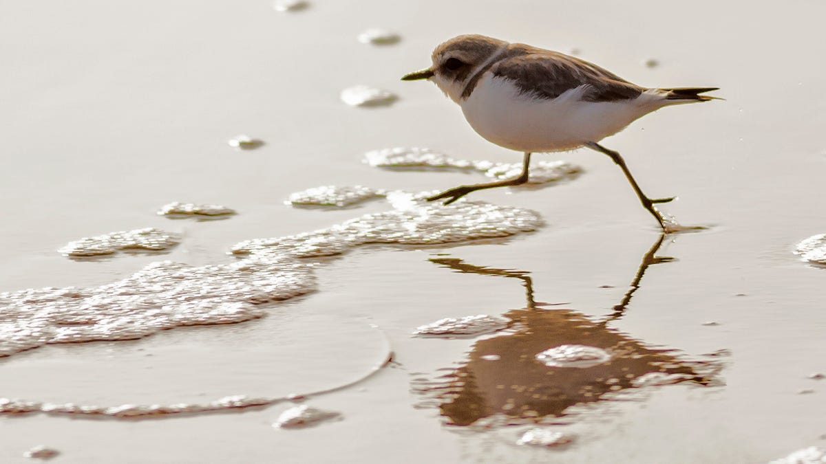 The western snowy plover