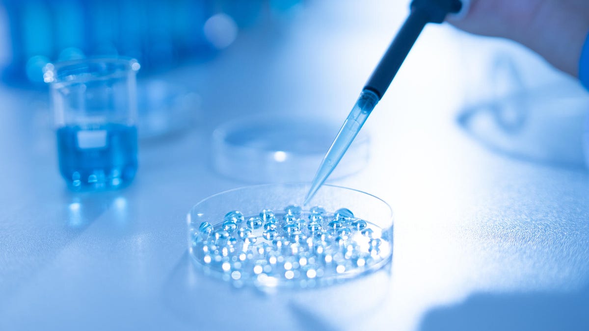 A photo of a petri dish filled with a DNA sample for testing (gettyimages-1916100860)