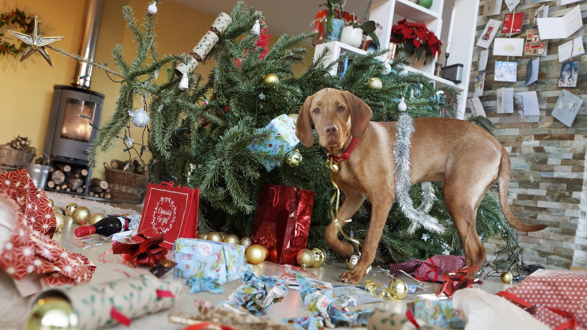 A brown dog looks at the camera in front of a toppled Christmas tree, with wrapping paper strewn about the room.