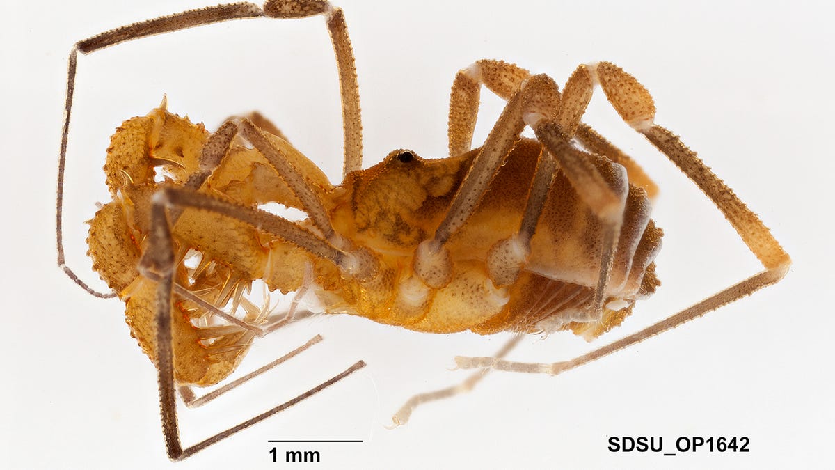 Cryptomaster behemoth