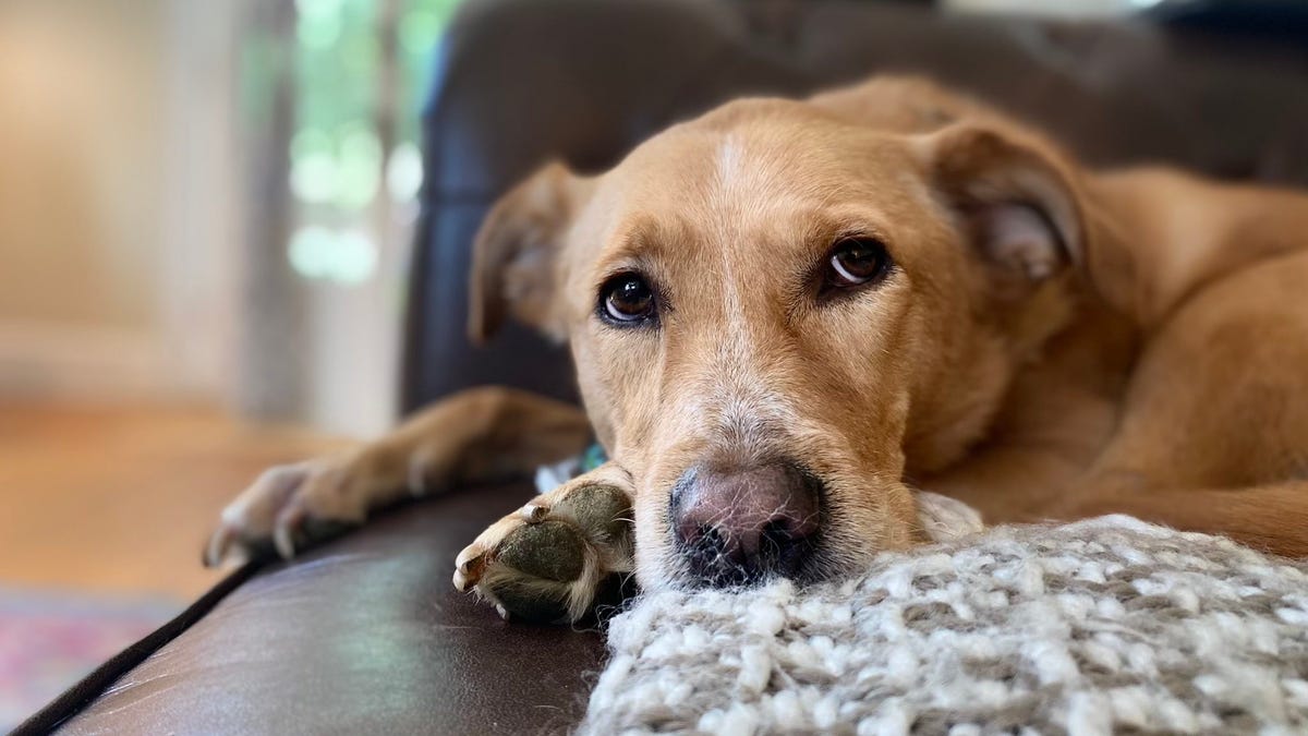 A blonde dog on a couch