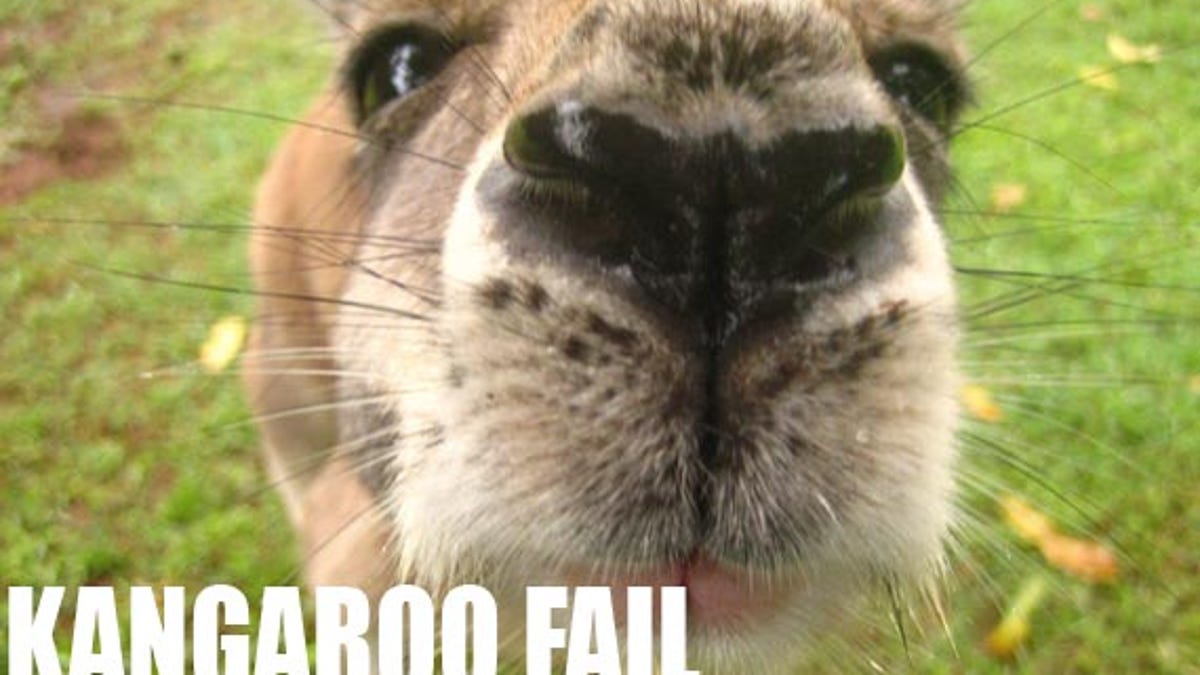 kangaroo_fail.jpg