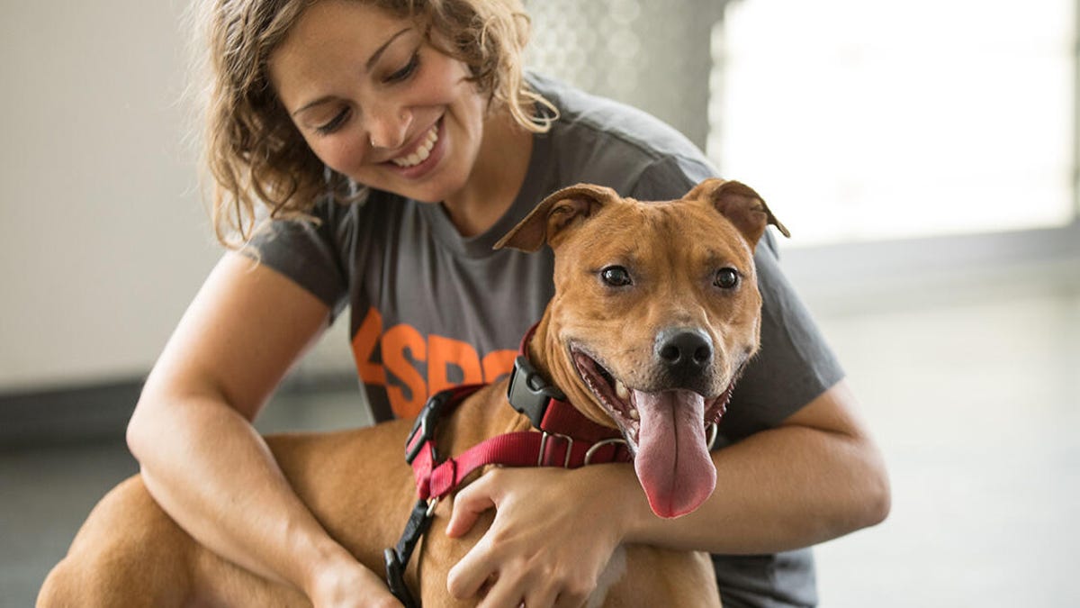 ASPCA pet adoption