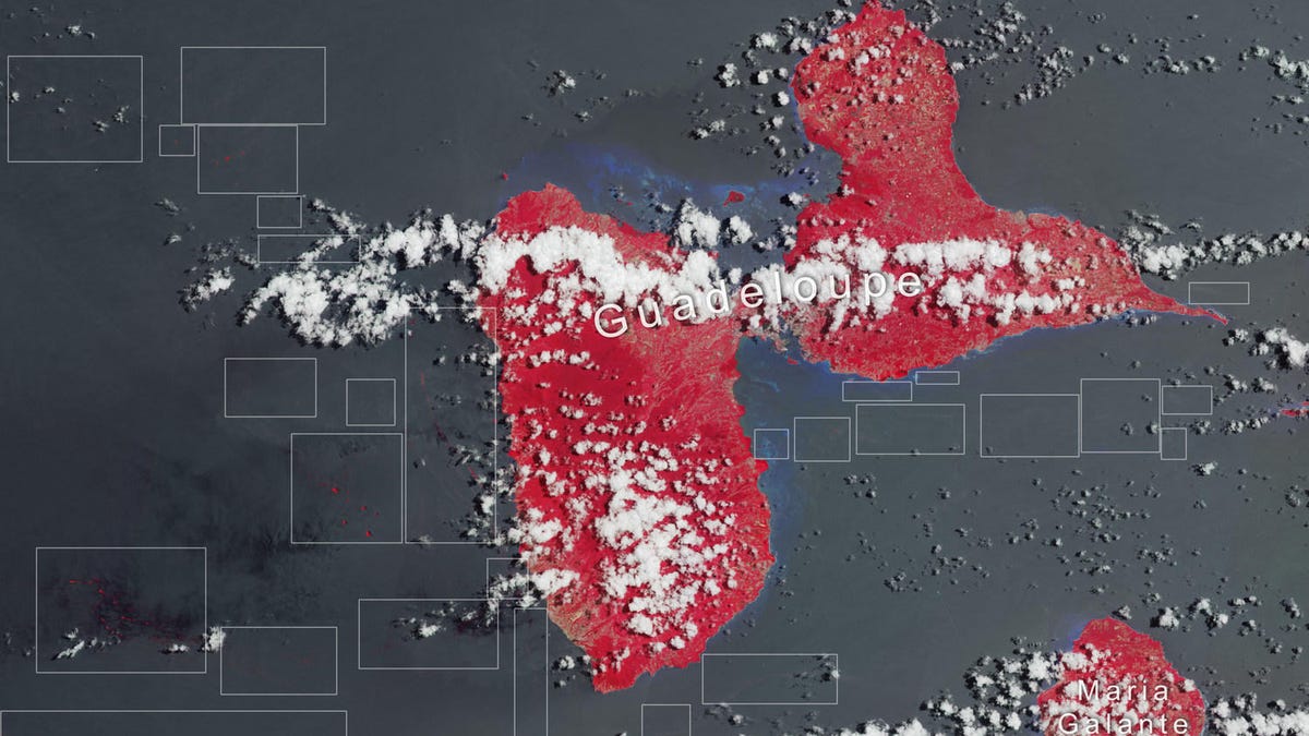 sargassum-in-guadeloupe