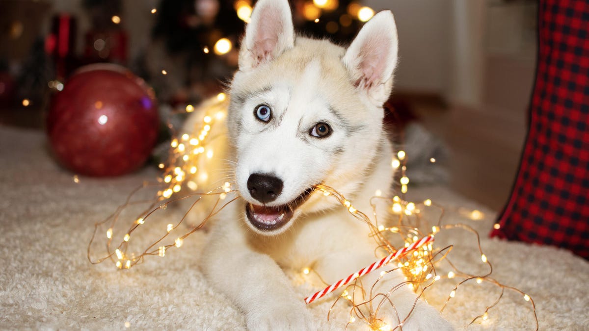Husky puppy dog playing with christmas tree lights.